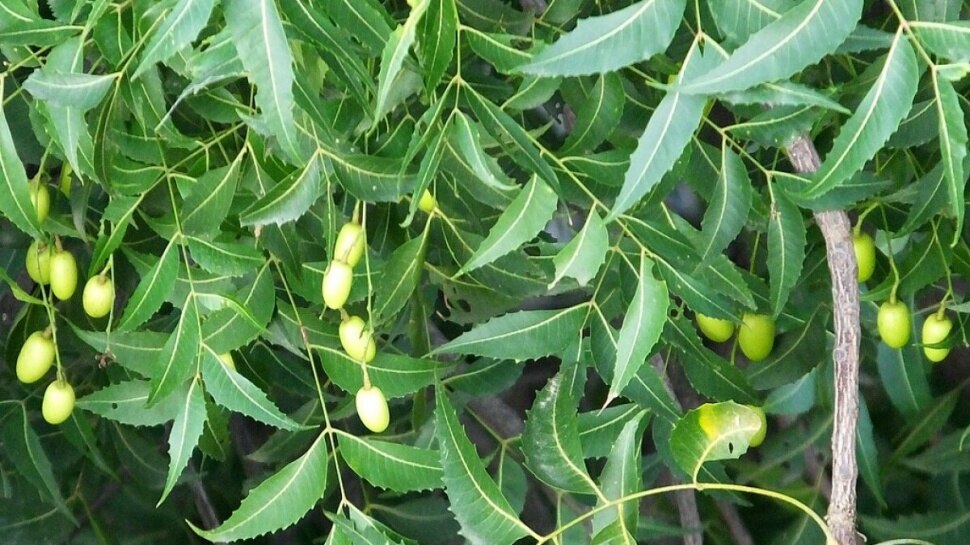 Green leaf benefits