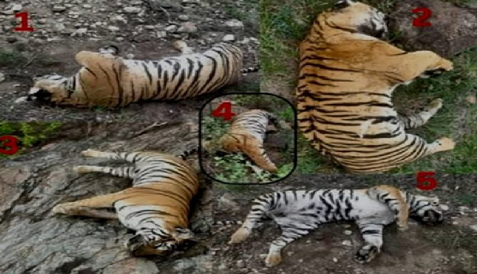 ಐದು ಹುಲಿಗಳ ಸಾವು ಹಾಗೂ ಚರಿತ್ರೆಯಲ್ಲಿ ಹುಲಿ ದುರಂತ ದಾಖಲೆಗಳು: ಶಿವಾನಂದ ಕಳವೆ ಐದು ಹುಲಿಗಳ ಸಾವು ಹಾಗೂ ಚರಿತ್ರೆಯಲ್ಲಿ ಹುಲಿ ದುರಂತ ದಾಖಲೆಗಳು: ಶಿವಾನಂದ ಕಳವೆ
