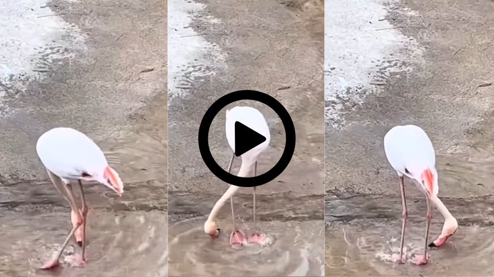 Viral Video: ಹಾಡಿಗೆ ನೃತ್ಯ ಮಾಡಿದ ಹಂಸ.. ತಾಳಕ್ಕೆ ತಕ್ಕಂತೆ ತಕತೈ ಎಂದು ಹೆಜ್ಜೆ ಹಾಕಿದ ಪಕ್ಟಿಯ ಅಪರೂಪದ ವಿಡಿಯೋ ವೈರಲ್‌