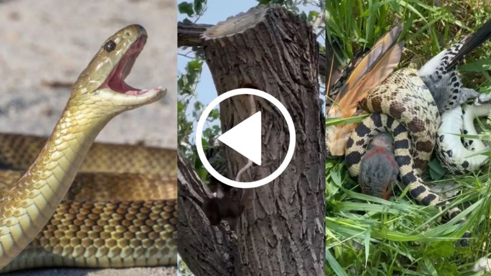 Viral Video: ತಾಯಿಗಿಂತ ದೊಡ್ಡ ಯೋಧ ಯಾರು ಇಲ್ಲ.. ತನ್ನ ಮರಿಗಾಗಿ ಅಪಾಯಕಾರಿ ಹಾವಿನೊಂದಿಗೆ ಹೋರಾಡಿದ ಹಕ್ಕಿ! ಭಯಾನಕ ವಿಡಿಯೋ ವೈರಲ್.. Viral Video: ತಾಯಿಗಿಂತ ದೊಡ್ಡ ಯೋಧ ಯಾರು ಇಲ್ಲ.. ತನ್ನ ಮರಿಗಾಗಿ ಅಪಾಯಕಾರಿ ಹಾವಿನೊಂದಿಗೆ ಹೋರಾಡಿದ ಹಕ್ಕಿ! ಭಯಾನಕ ವಿಡಿಯೋ ವೈರಲ್..