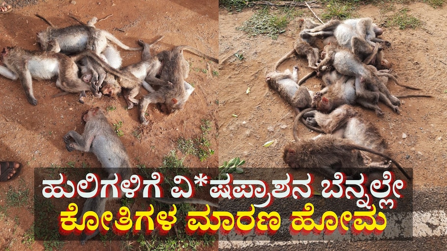 ಐದು ಹುಲಿಗಳ ಸಾ*ವಿನ ಬೆನ್ನಲ್ಲೇ, ಕೋತಿಗಳಿಗೆ ವಿ*ಷ ಹಾಕಿದ ಕಿಡಿಗೇಡಿಗಳು