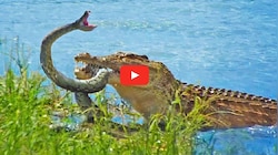 Viral video: ಮೊಸಳೆ vs ಹೆಬ್ಬಾವಿನ ನಡುವೆ ಅತ್ಯಂತ ಭೀಕರ ಕಾಳಗ.. ವಿಡಿಯೋ ನೋಡಿ