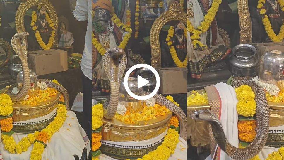 Cobra Viral Video: ಶಿವಲಿಂಗವನ್ನು ಸುತ್ತಿ ಎಡೆ ಎತ್ತಿ ಕೂತ ನಾಗರಹಾವು.. ಸಾಕ್ಷಾತ್‌ ಪರಮಾತ್ಮನ ದರ್ಶನ ಪಡೆಯಲು ಓಡೋಡಿ ಬಂದ ಭಕ್ತರು