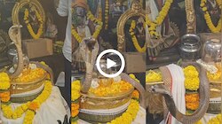 Cobra Viral Video: ಶಿವಲಿಂಗವನ್ನು ಸುತ್ತಿ ಎಡೆ ಎತ್ತಿ ಕೂತ ನಾಗರಹಾವು.. ಸಾಕ್ಷಾತ್‌ ಪರಮಾತ್ಮನ ದರ್ಶನ ಪಡೆಯಲು ಓಡೋಡಿ ಬಂದ ಭಕ್ತರು