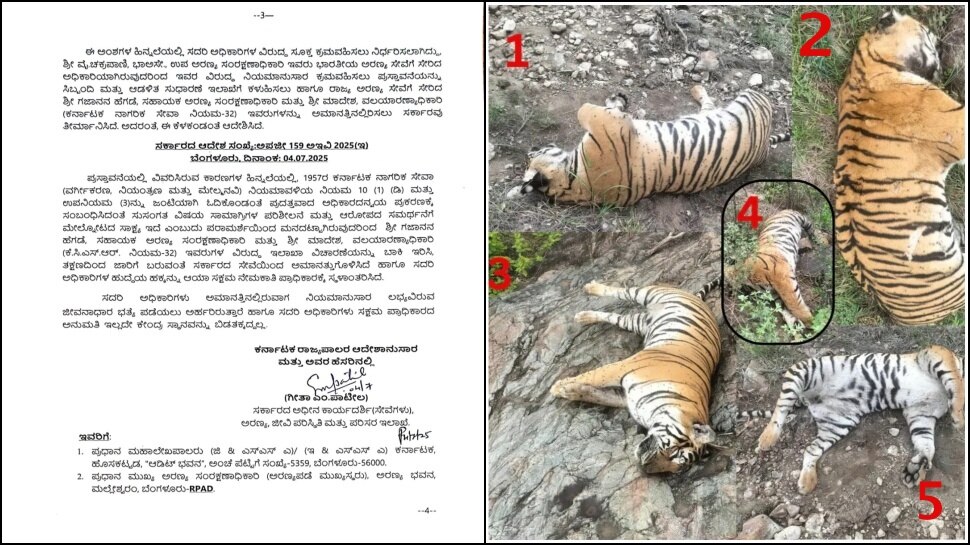 5 ಹುಲಿಗಳ ಅಸಹಜ ಸಾವಿನ ಪ್ರಕರಣ: ಕರ್ತವ್ಯ ಲೋಪ ಆರೋಪ; ಎಸಿಎಫ್, ಆರ್‌ಎಫ್ಒ ಅಮಾನತು