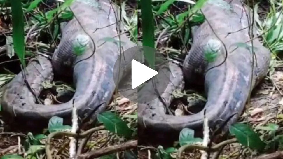 viral Video: ಹೆಬ್ಬಾವಿನ ಹೊಟ್ಟೆಯೊಳಗೆ ಪತ್ತೆಯಾದ ಹೊಲಕ್ಕೆ ಹೋಗಿದ್ದ ರೈತ.. ನಿಮ್ಮ ಎದೆಯನ್ನು ನಡುಗಿಸುತ್ತೆ ಈ ವೈರಲ್ ವಿಡಿಯೋ viral Video: ಹೆಬ್ಬಾವಿನ ಹೊಟ್ಟೆಯೊಳಗೆ ಪತ್ತೆಯಾದ ಹೊಲಕ್ಕೆ ಹೋಗಿದ್ದ ರೈತ.. ನಿಮ್ಮ ಎದೆಯನ್ನು ನಡುಗಿಸುತ್ತೆ ಈ ವೈರಲ್ ವಿಡಿಯೋ