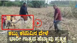 ಕಬ್ಬು ಕಟಾವಿನ ವೇಳೆ ಭಾರೀ ಗಾತ್ರದ ಹೆಬ್ಬಾವು ಪ್ರತ್ಯಕ್ಷ- ಹೌಹಾರಿದ ಜನ...  ವಿಡಿಯೋ ವೈರಲ್ 