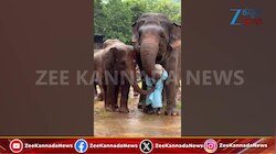 ಮಾವುತನಿಗೆ ಮಳೆಯ ಒಂದು ಹನಿಯೂ ಬೀಳದಂತೆ ಗೋಡೆಯಾದ ಆನೆಗಳು  