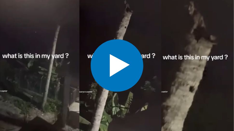 Viral Video: ಕಡುಗತ್ತಲೆಯಲ್ಲಿ ತೆಂಗಿನ ಮರದ ಮೇಲೆ ಕಾಣಿಸಿಕೊಂಡಿತ್ತು ಕಪ್ಪು ಆಕಾರ.. ಊರೂರನ್ನೇ ಬೆಚ್ಚಿಬೀಳಿಸಿತ್ತು ಅಲ್ಲಿ ಕಂಡ ದೃಶ್ಯ Viral Video: ಕಡುಗತ್ತಲೆಯಲ್ಲಿ ತೆಂಗಿನ ಮರದ ಮೇಲೆ ಕಾಣಿಸಿಕೊಂಡಿತ್ತು ಕಪ್ಪು ಆಕಾರ.. ಊರೂರನ್ನೇ ಬೆಚ್ಚಿಬೀಳಿಸಿತ್ತು ಅಲ್ಲಿ ಕಂಡ ದೃಶ್ಯ