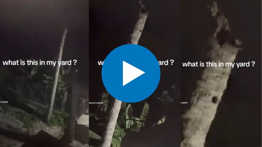 Viral Video: ಕಡುಗತ್ತಲೆಯಲ್ಲಿ ತೆಂಗಿನ ಮರದ ಮೇಲೆ ಕಾಣಿಸಿಕೊಂಡಿತ್ತು ಕಪ್ಪು ಆಕಾರ.. ಊರೂರನ್ನೇ ಬೆಚ್ಚಿಬೀಳಿಸಿತ್ತು ಅಲ್ಲಿ ಕಂಡ ದೃಶ್ಯ