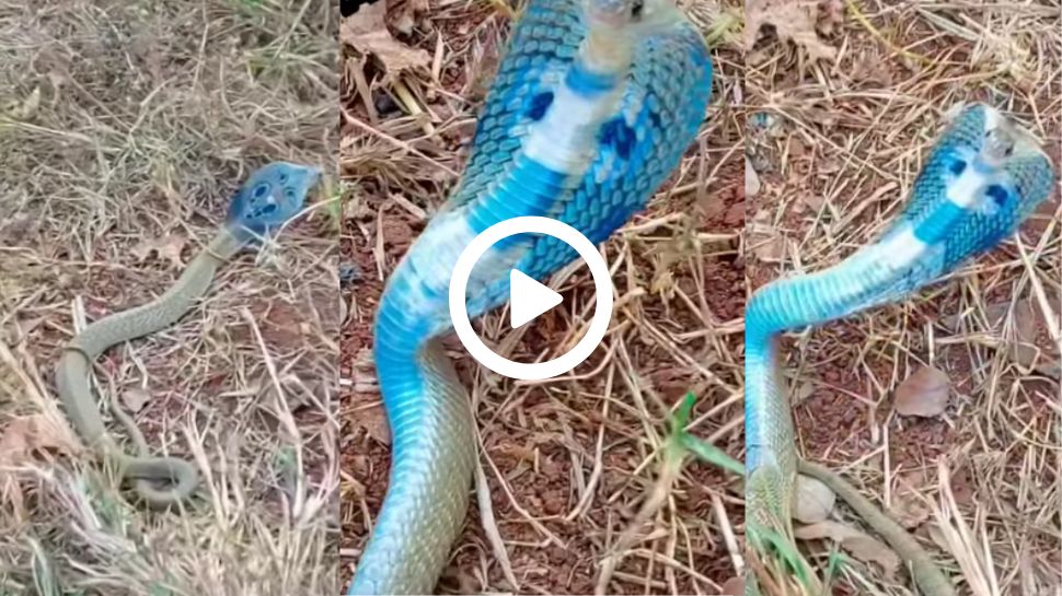 Blue Snake Viral Video: ರೈತನ ಹೊಲದಲ್ಲಿ ವಿಷಕಂಠನ ರೂಪ ತಾಳಿದ ನಾಗರಹಾವು... ಅಪರೂಪದ ನೀಲಿ ಹಾವಿನ ವಿಡಿಯೋ ವೈರಲ್ Blue Snake Viral Video: ರೈತನ ಹೊಲದಲ್ಲಿ ವಿಷಕಂಠನ ರೂಪ ತಾಳಿದ ನಾಗರಹಾವು... ಅಪರೂಪದ ನೀಲಿ ಹಾವಿನ ವಿಡಿಯೋ ವೈರಲ್