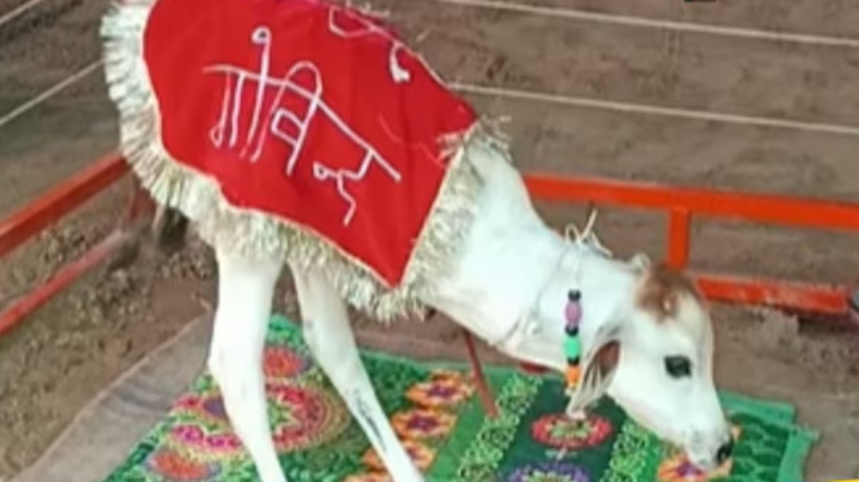ಎರಡು ಕಾಲಿನ ಪುಟ್ಟ ಗೋಮಾತೆ ! ಎಲ್ಲಾ ಹಸುಗಳಂತೆ ನಡೆದಾಟ, ಓಡಾಟ : ಪ್ರಕ್ರತಿ ವೈಚಿತ್ರ್ಯದ ವಿಡಿಯೋ ಇಲ್ಲಿದೆ ಎರಡು ಕಾಲಿನ ಪುಟ್ಟ ಗೋಮಾತೆ ! ಎಲ್ಲಾ ಹಸುಗಳಂತೆ ನಡೆದಾಟ, ಓಡಾಟ : ಪ್ರಕ್ರತಿ ವೈಚಿತ್ರ್ಯದ ವಿಡಿಯೋ ಇಲ್ಲಿದೆ