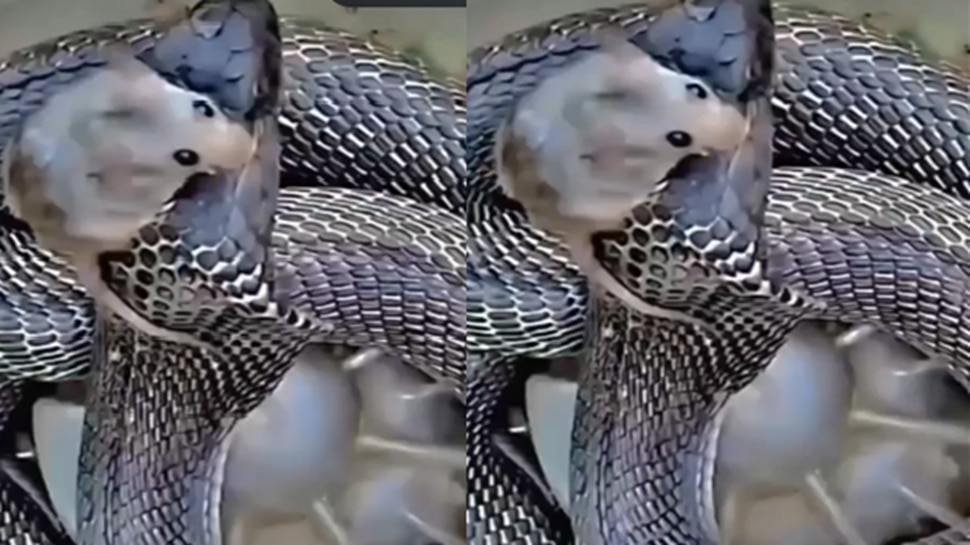 Everyone is amazed by the cleverness of a mouse A mouse survived by ...