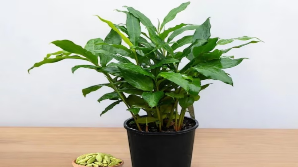 tips to grow cardamom in pot |ಮನೆಯ ಹೂ ಕುಂಡದಲ್ಲಿಯೇ ಬೆಳೆಯಬಹುದು ಏಲಕ್ಕಿ ...