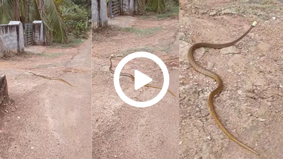 Viral: ತಲೆಯಲ್ಲಿ ನಾಗಮಣಿ ಹೊತ್ತು ಸುತ್ತಾಡುತ್ತಿದ್ದ ನಾಗರಹಾವು! ಹತ್ತಿರ ಹೋಗಿ ನೋಡಲು ಹೊರಟವರಿಗೆ ಕಾದಿತ್ತು ಅಚ್ಚರಿ Viral: ತಲೆಯಲ್ಲಿ ನಾಗಮಣಿ ಹೊತ್ತು ಸುತ್ತಾಡುತ್ತಿದ್ದ ನಾಗರಹಾವು! ಹತ್ತಿರ ಹೋಗಿ ನೋಡಲು ಹೊರಟವರಿಗೆ ಕಾದಿತ್ತು ಅಚ್ಚರಿ