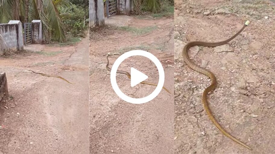Viral: ತಲೆಯಲ್ಲಿ ನಾಗಮಣಿ ಹೊತ್ತು ಸುತ್ತಾಡುತ್ತಿದ್ದ ನಾಗರಹಾವು! ಹತ್ತಿರ ಹೋಗಿ ನೋಡಲು ಹೊರಟವರಿಗೆ ಕಾದಿತ್ತು ಅಚ್ಚರಿ