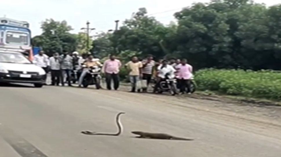 ರಸ್ತೆ ಮಧ್ಯದಲ್ಲಿಯೇ ಹಾವು-ಮುಂಗುಸಿ ಕದನಕ್ಕೆ ಇಡೀ ರಸ್ತೆಯೇ ಟ್ರಾಫಿಕ್..! ವಿಡಿಯೋ ವೈರಲ್...! ರಸ್ತೆ ಮಧ್ಯದಲ್ಲಿಯೇ ಹಾವು-ಮುಂಗುಸಿ ಕದನಕ್ಕೆ ಇಡೀ ರಸ್ತೆಯೇ ಟ್ರಾಫಿಕ್..! ವಿಡಿಯೋ ವೈರಲ್...!