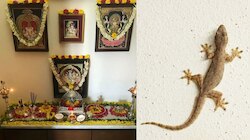 ಮನೆಯಲ್ಲಿ ದೇವರ ಪೋಟೋಗಳ ಹಿಂದೆ ಹಲ್ಲಿಗಳಿರುವುದು ಶುಭವೋ? ಅಶುಭವೋ?