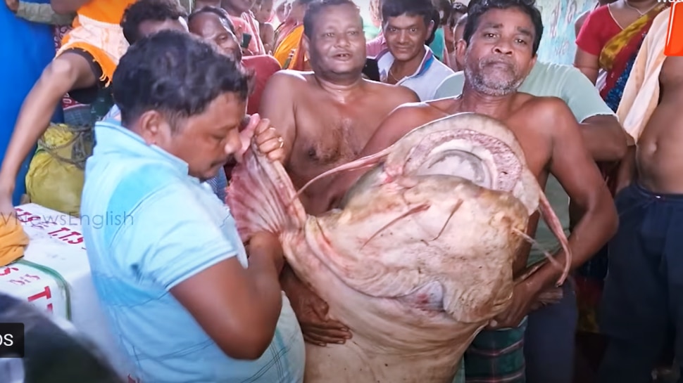 ಮೀನುಗಾರರ ಬೀಸಿದ ಬಲೆ ಬಿತ್ತು ಅದೃಷ್ಟ...! ಈ ಮೀನಿನ ಬೆಲೆ, ಅದರ ವಿಶೇಷತೆ ತಿಳಿದ್ರೆ ತಿನ್ನದೇ ಬಿಡಲ್ಲ ನೀವು 
