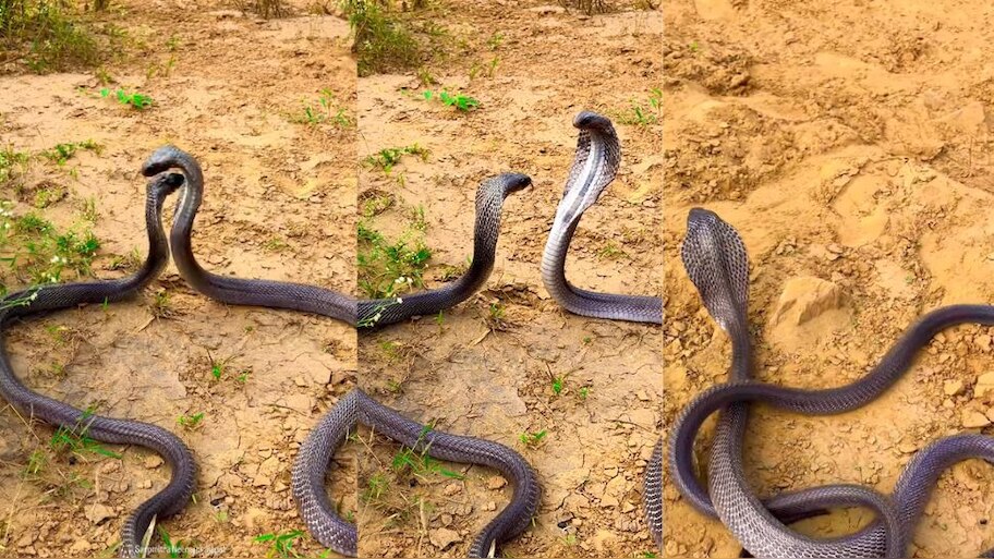 Snake Viral Video: ಹಾವು ಪ್ರೇಮಿಗಳ ಮುದ್ದು ಜಗಳ.. ಪ್ರೇಯಸಿ ನಾಗಿಣಿ ಕಣ್ಣೀರಿಗೆ ಮರುಗಿದ ನಾಗರಾಜ..