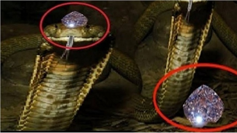 ಹಾವಿನ ದೇಹದ ಯಾವ ಭಾಗದಲ್ಲಿ ಇರುತ್ತದೆ ನಾಗಮಣಿ ? ಈ ಅಮೂಲ್ಯ ರತ್ನದ ಬಗ್ಗೆ ವಿಜ್ಞಾನ ಹೇಳಿದ ಸತ್ಯ ಹಾವಿನ ದೇಹದ ಯಾವ ಭಾಗದಲ್ಲಿ ಇರುತ್ತದೆ ನಾಗಮಣಿ ? ಈ ಅಮೂಲ್ಯ ರತ್ನದ ಬಗ್ಗೆ ವಿಜ್ಞಾನ ಹೇಳಿದ ಸತ್ಯ