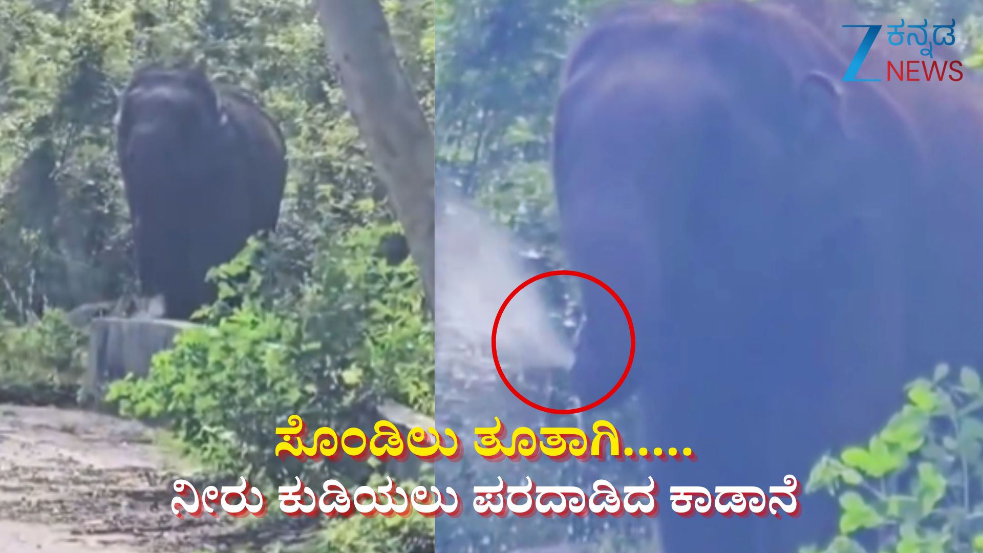 ಸೊಂಡಿಲು ತೂತಾಗಿ ನೀರು ಕುಡಿಯಲು ಪರದಾಡಿದ ಕಾಡಾನೆ ಸೊಂಡಿಲು ತೂತಾಗಿ ನೀರು ಕುಡಿಯಲು ಪರದಾಡಿದ ಕಾಡಾನೆ