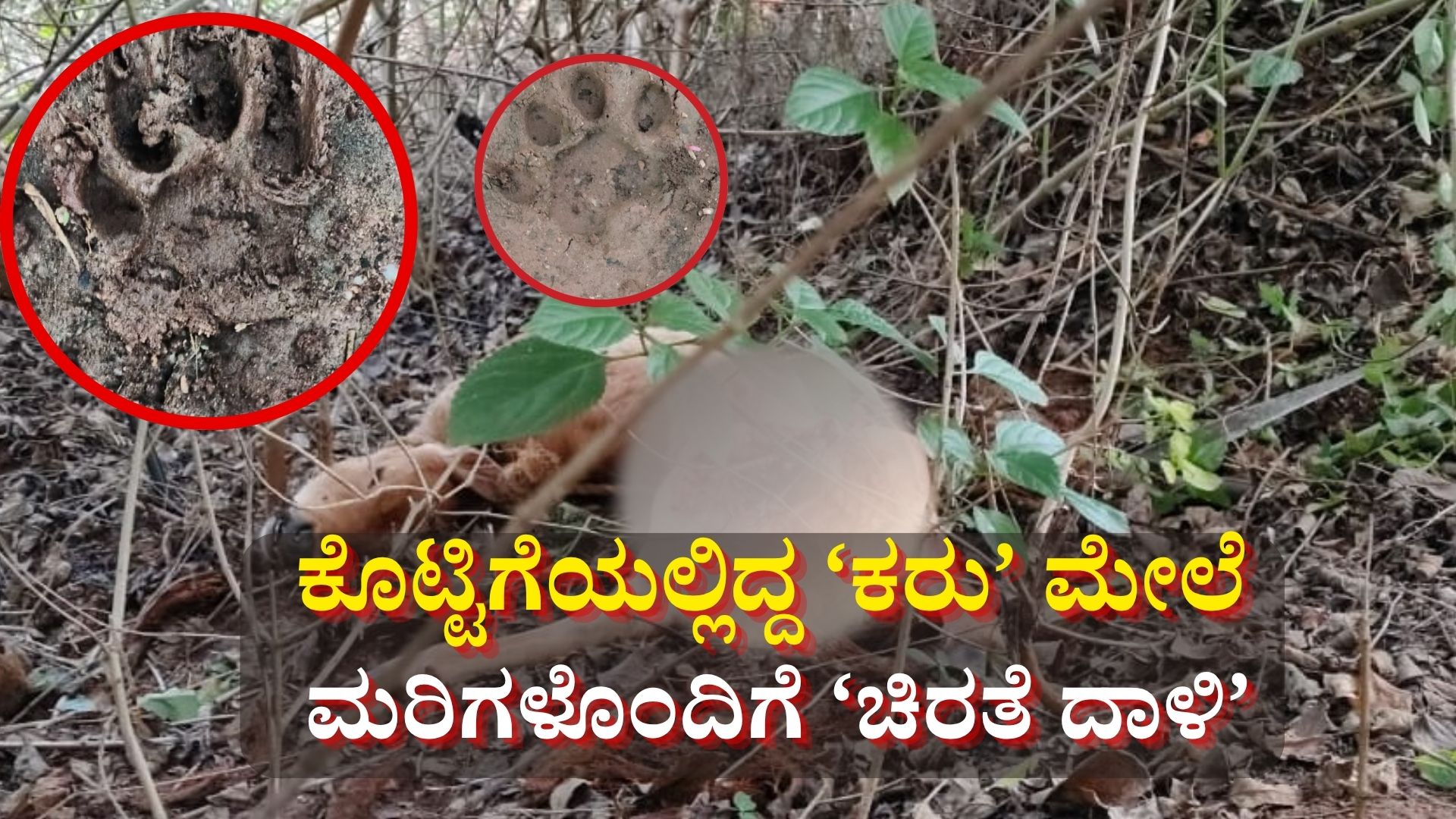 ಮರಳಾಪುರದಲ್ಲಿ ಕರು ಎಳೆದೊಯ್ದ ಚಿರತೆ; ಚಿರತೆ ಮರಿಗಳ ಹೆಜ್ಜೆ ಗುರುತು ಕೂಡ ಪತ್ತೆ ಮರಳಾಪುರದಲ್ಲಿ ಕರು ಎಳೆದೊಯ್ದ ಚಿರತೆ; ಚಿರತೆ ಮರಿಗಳ ಹೆಜ್ಜೆ ಗುರುತು ಕೂಡ ಪತ್ತೆ