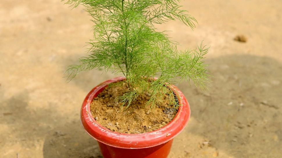 5 ರೂ. ಖರ್ಚು ಮಾಡಿ ಈ 5 ಗಿಡಗಳನ್ನು ನಿಮ್ಮ ಮನೆಯಂಗಳದಲ್ಲಿ ನೆಡಿ! ತಿಂಗಳಿಗೆ ಲಕ್ಷ ಲಕ್ಷ ಆದಾಯ ನಿಮ್ಮದಾಗುತ್ತೆ.. 5 ರೂ. ಖರ್ಚು ಮಾಡಿ ಈ 5 ಗಿಡಗಳನ್ನು ನಿಮ್ಮ ಮನೆಯಂಗಳದಲ್ಲಿ ನೆಡಿ! ತಿಂಗಳಿಗೆ ಲಕ್ಷ ಲಕ್ಷ ಆದಾಯ ನಿಮ್ಮದಾಗುತ್ತೆ..