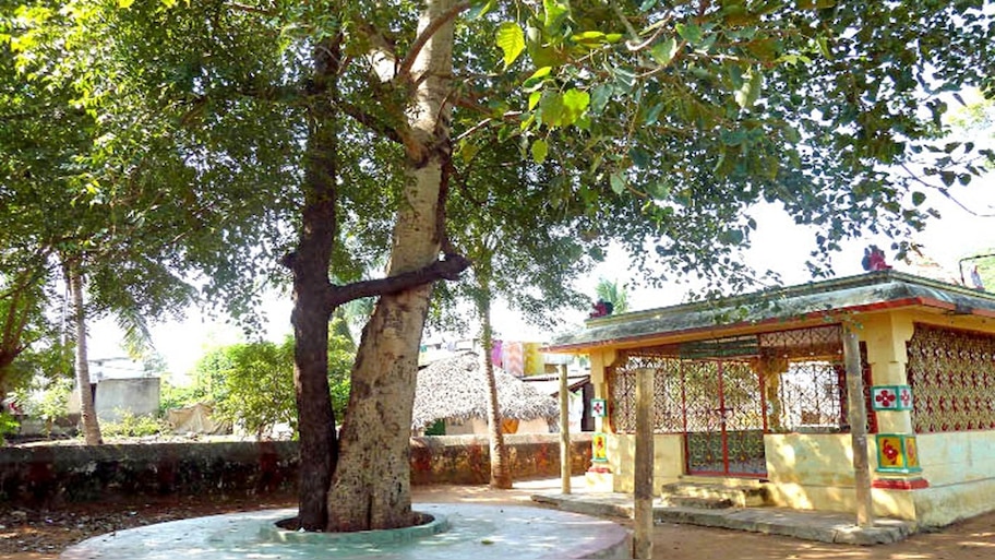 ಈ 2 ಮರಗಳಿಗೆ ಮದುವೆ ಮಾಡಿಸಿದರೆ ಶನಿದೋಷ ಸಹಿತ ಜೀವನದ ಎಲ್ಲಾ ಕೆಡುಕುಗಳಿಗೆ ಒಂದೇ ಘಳಿಗೆಯಲ್ಲಿ ಸಿಗುವುದು ಪರಿಹಾರ! 