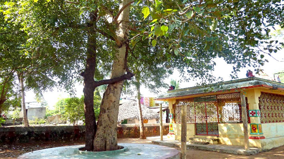 ಈ 2 ಮರಗಳಿಗೆ ಮದುವೆ ಮಾಡಿಸಿದರೆ ಶನಿದೋಷ ಸಹಿತ ಜೀವನದ ಎಲ್ಲಾ ಕೆಡುಕುಗಳಿಗೆ ಒಂದೇ ಘಳಿಗೆಯಲ್ಲಿ ಸಿಗುವುದು ಪರಿಹಾರ! ಈ 2 ಮರಗಳಿಗೆ ಮದುವೆ ಮಾಡಿಸಿದರೆ ಶನಿದೋಷ ಸಹಿತ ಜೀವನದ ಎಲ್ಲಾ ಕೆಡುಕುಗಳಿಗೆ ಒಂದೇ ಘಳಿಗೆಯಲ್ಲಿ ಸಿಗುವುದು ಪರಿಹಾರ!