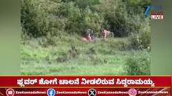 ಬಂಡೀಪುರದಲ್ಲಿ ನಾಲ್ಕು ಮರಿಗಳ ಜೊತೆ ಕಾಣಿಸಿಕೊಂಡ ಹುಲಿ 