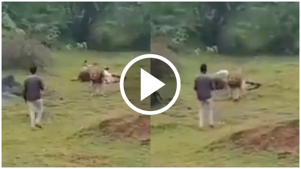 ಹಸಿದು, ಬೇಟೆಯಾಡಿ ತಿನ್ನುತ್ತಿದ್ದ ಸಿಂಹವನ್ನ ಕೆಣಕಿದ ಭೂಪ.. ಒಂದೇ ಒಂದು ಕ್ಷಣ..! ಮುಂದಾಗಿದ್ದೇನು..? ವಿಡಿಯೋ ವೈರಲ್ ಹಸಿದು, ಬೇಟೆಯಾಡಿ ತಿನ್ನುತ್ತಿದ್ದ ಸಿಂಹವನ್ನ ಕೆಣಕಿದ ಭೂಪ.. ಒಂದೇ ಒಂದು ಕ್ಷಣ..! ಮುಂದಾಗಿದ್ದೇನು..? ವಿಡಿಯೋ ವೈರಲ್