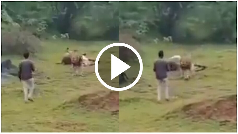 ಹಸಿದು, ಬೇಟೆಯಾಡಿ ತಿನ್ನುತ್ತಿದ್ದ ಸಿಂಹವನ್ನ ಕೆಣಕಿದ ಭೂಪ.. ಒಂದೇ ಒಂದು ಕ್ಷಣ..! ಮುಂದಾಗಿದ್ದೇನು..? ವಿಡಿಯೋ ವೈರಲ್‌