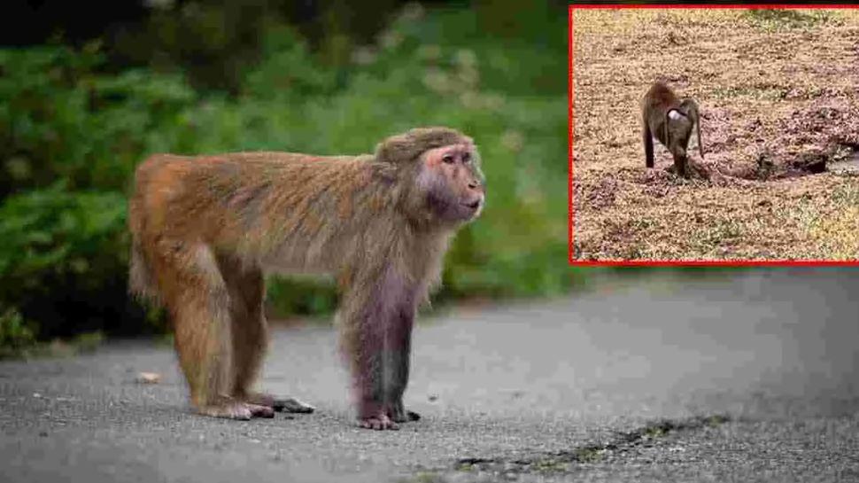 Viral Video: ಅರಿವಿಲ್ಲದೇ ಮಾಡಿದ ಸಣ್ಣ ತಪ್ಪಿಗೆ ಜೀವವನ್ನೇ ಕಳೆದುಕೊಂಡ ಕೋತಿ! ವಿಡಿಯೋ ನೋಡಿದ್ರೆ ಎಂತವರಿಗೂ ಕಣ್ಣೀರು ಬರುತ್ತೆ.. Viral Video: ಅರಿವಿಲ್ಲದೇ ಮಾಡಿದ ಸಣ್ಣ ತಪ್ಪಿಗೆ ಜೀವವನ್ನೇ ಕಳೆದುಕೊಂಡ ಕೋತಿ! ವಿಡಿಯೋ ನೋಡಿದ್ರೆ ಎಂತವರಿಗೂ ಕಣ್ಣೀರು ಬರುತ್ತೆ..