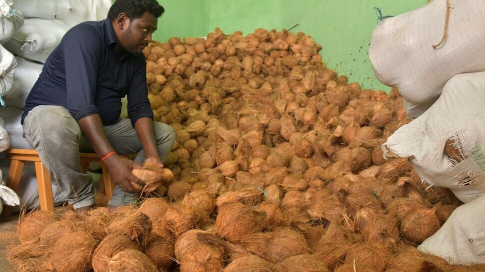 ಭಾರೀ ಇಳಿಕೆಯತ್ತ ತೆಂಗಿನಕಾಯಿ ಬೆಲೆ: ಒಂದೇ ತಿಂಗಳಲ್ಲಿ 5 ಸಾವಿರ ರುಪಾಯಿ ಇಳಿಕೆ... ಆಕಾಶ ನೋಡುತ್ತಿದ್ದ ದರ ದಿಢೀರ್‌ ಕುಸಿಯಲು ಕಾರಣವೇನು?