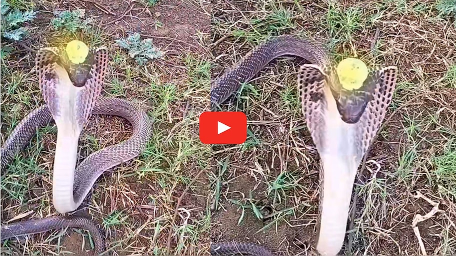Viral Video: ನಾಗರಹಾವಿನ ತಲೆಯ ಮೇಲೆ ನಾಗಮಣಿ.. ಸಂಚಲನ ಸೃಷ್ಟಿಸುತ್ತಿರುವ ವಿಡಿಯೋ