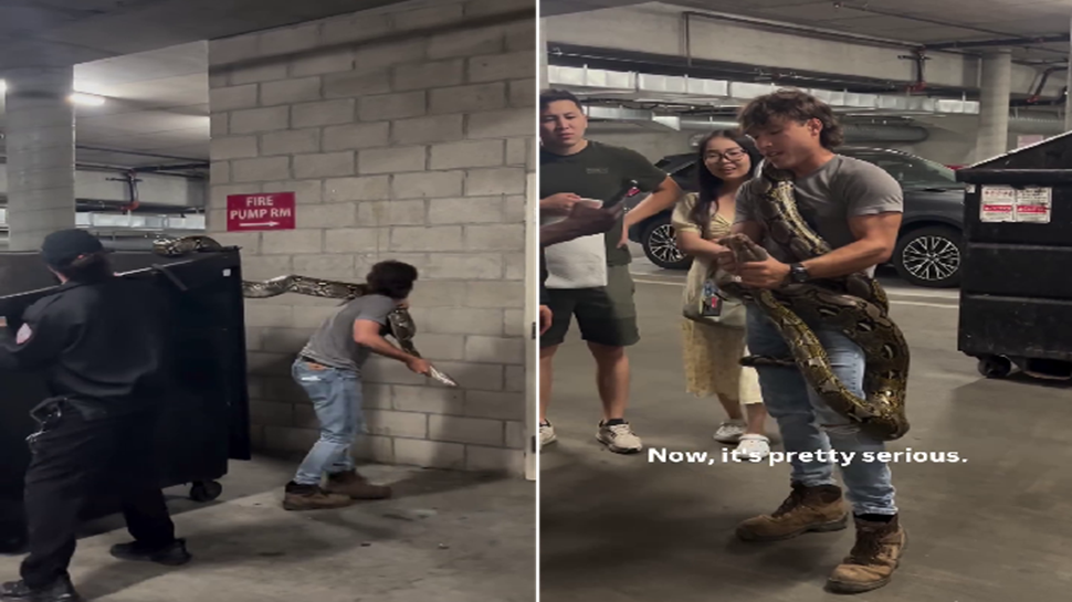 Twenty Foot Python Viral Video: A man who Captures 20 Foot Python From Dumpster in Los ...