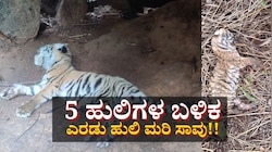 5 ಹುಲಿ ಬಳಿಕ ಎರಡು ಹುಲಿ ಮರಿ ಸಾವು! ಕಾರಣವೇನು? 