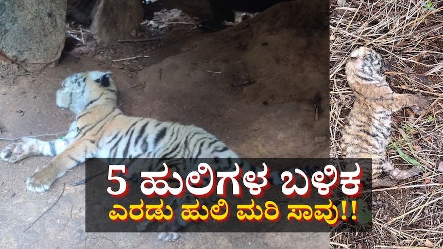 5 ಹುಲಿ ಬಳಿಕ ಎರಡು ಹುಲಿ ಮರಿ ಸಾವು! ಕಾರಣವೇನು? 