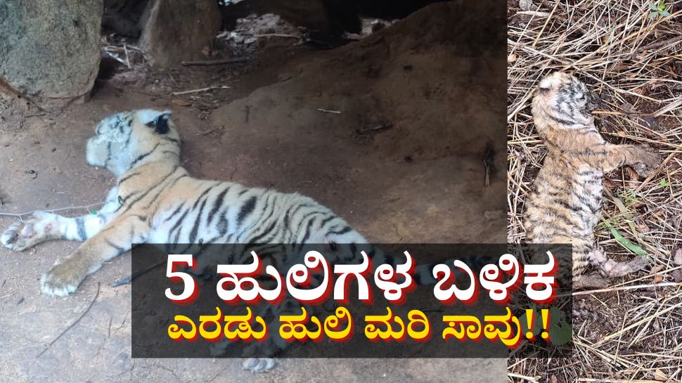 5 ಹುಲಿ ಬಳಿಕ ಎರಡು ಹುಲಿ ಮರಿ ಸಾವು! ಕಾರಣವೇನು? 5 ಹುಲಿ ಬಳಿಕ ಎರಡು ಹುಲಿ ಮರಿ ಸಾವು! ಕಾರಣವೇನು?