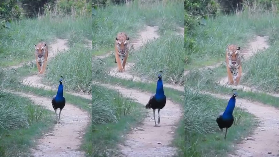 Viral Video: ಸ್ವಾತಂತ್ರ್ಯ ದಿನಚರಣೆಯಂದು ಪ್ರಕೃತಿಯ ಮಡಿಲಲ್ಲಿ ಒಟ್ಟಿಗೆ ಕಾಣಿಸಿಕೊಂಡ ಹುಲಿ, ನವಿಲು! ರಾಷ್ಟ್ರಪ್ರಕ್ಷಿಯ ಸೌಂದರ್ಯಕ್ಕೆ ಮನಸೋತ ವ್ಯಾಘ್ರನ ವಿಡಿಯೋ ವೈರಲ್‌