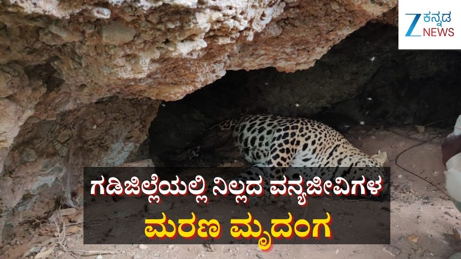 ಗಡಿಜಿಲ್ಲೆಯಲ್ಲಿ ನಿಲ್ಲದ ವನ್ಯಜೀವಿಗಳ ಸಾವು:  ಕಾವೇರಿ ವನ್ಯಜೀವಿಧಾಮ ವ್ಯಾಪ್ತಿಯಲ್ಲಿ ಹೆಣ್ಣು ಚಿರತೆ ಕೊನೆಯುಸಿರು