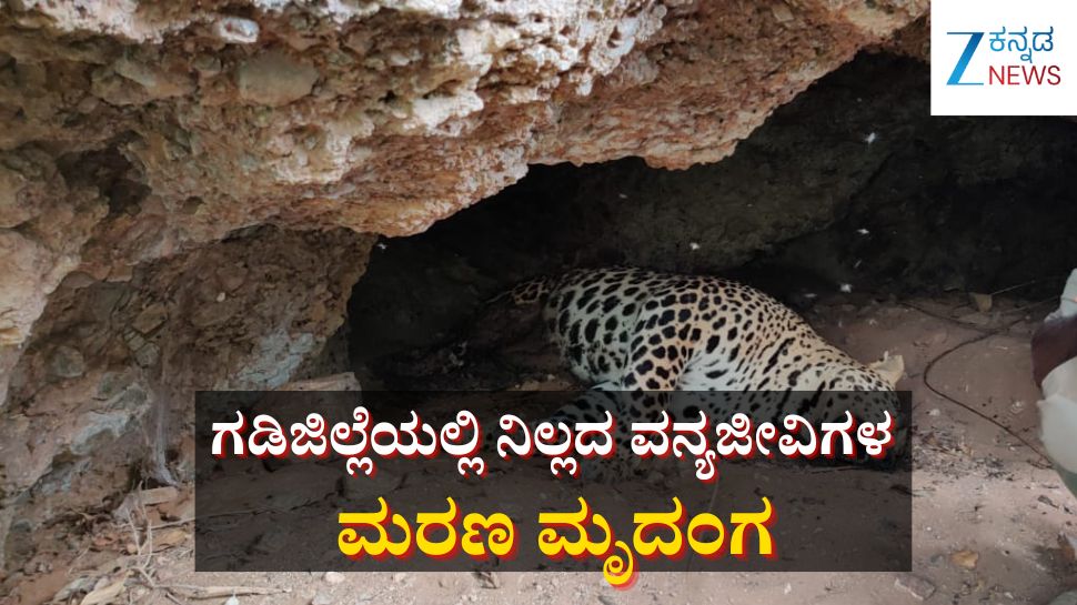 ಗಡಿಜಿಲ್ಲೆಯಲ್ಲಿ ನಿಲ್ಲದ ವನ್ಯಜೀವಿಗಳ ಸಾವು: ಕಾವೇರಿ ವನ್ಯಜೀವಿಧಾಮ ವ್ಯಾಪ್ತಿಯಲ್ಲಿ ಹೆಣ್ಣು ಚಿರತೆ ಕೊನೆಯುಸಿರು ಗಡಿಜಿಲ್ಲೆಯಲ್ಲಿ ನಿಲ್ಲದ ವನ್ಯಜೀವಿಗಳ ಸಾವು: ಕಾವೇರಿ ವನ್ಯಜೀವಿಧಾಮ ವ್ಯಾಪ್ತಿಯಲ್ಲಿ ಹೆಣ್ಣು ಚಿರತೆ ಕೊನೆಯುಸಿರು