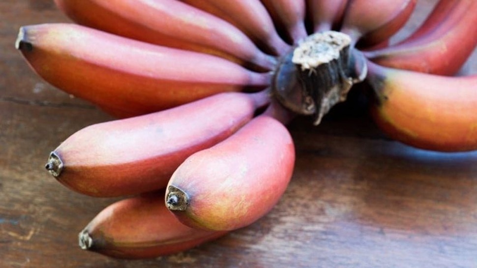 Red Bananas Not Ripe Red bananas are a boon for diabetics: Eating them once will not ...
