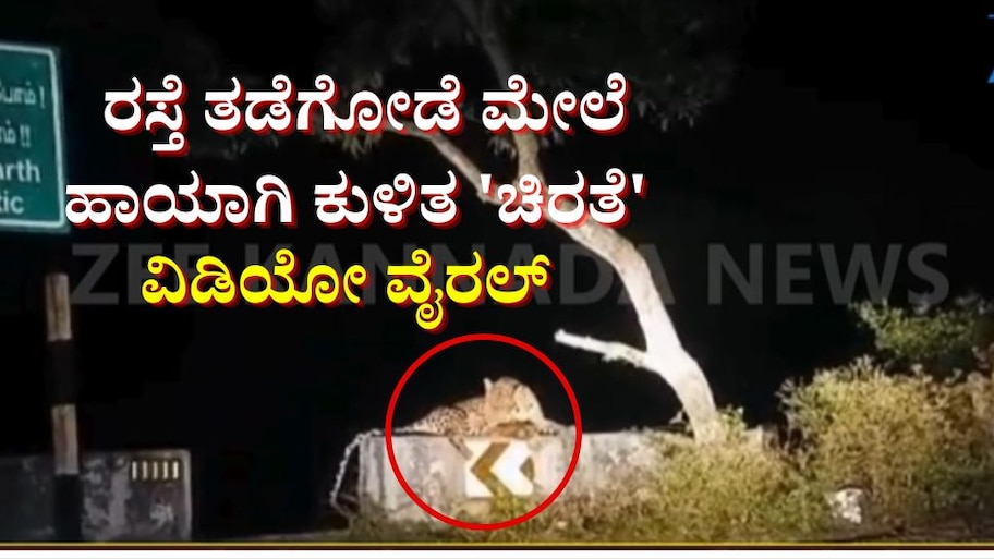 ರಸ್ತೆ ತಡೆಗೋಡೆ ಮೇಲೆ ಹಾಯಾಗಿ ಕುಳಿತ ಚಿರತೆ: ಅಪರೂಪದ ವಿಡಿಯೋ ವೈರಲ್ 