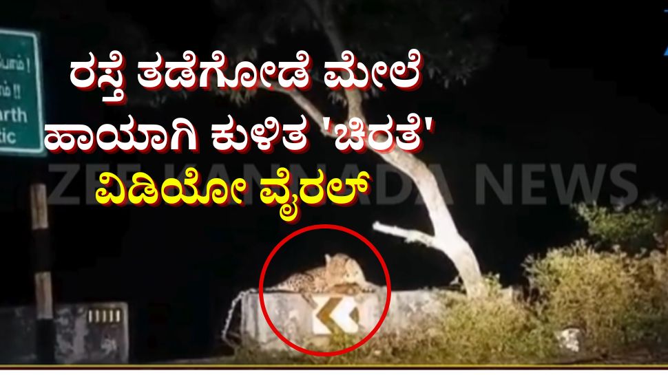 ರಸ್ತೆ ತಡೆಗೋಡೆ ಮೇಲೆ ಹಾಯಾಗಿ ಕುಳಿತ ಚಿರತೆ: ಅಪರೂಪದ ವಿಡಿಯೋ ವೈರಲ್ ರಸ್ತೆ ತಡೆಗೋಡೆ ಮೇಲೆ ಹಾಯಾಗಿ ಕುಳಿತ ಚಿರತೆ: ಅಪರೂಪದ ವಿಡಿಯೋ ವೈರಲ್
