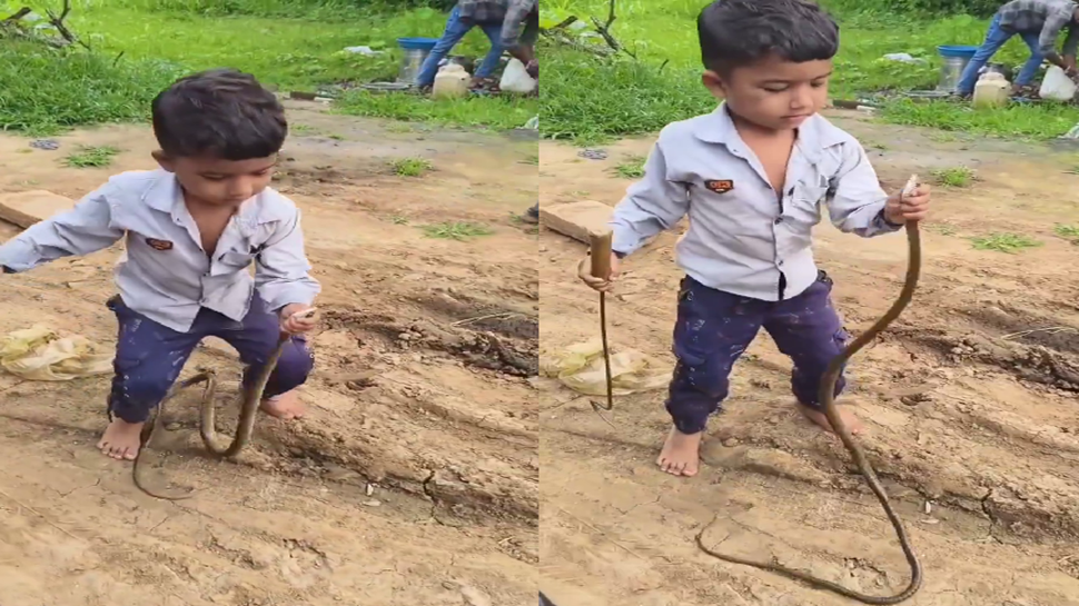 Viral Video: ಬರಿಗೈಲಿ ಹಾವು ಹಿಡಿದ ಚೋಟುದ್ದ ಬಾಲಕ, ಪುಟಾಣಿಯ ಧೈರ್ಯಕ್ಕೆ ನೆಟಿಜನ್ಸ್ ಶಾಕ್!! Viral Video: ಬರಿಗೈಲಿ ಹಾವು ಹಿಡಿದ ಚೋಟುದ್ದ ಬಾಲಕ, ಪುಟಾಣಿಯ ಧೈರ್ಯಕ್ಕೆ ನೆಟಿಜನ್ಸ್ ಶಾಕ್!!