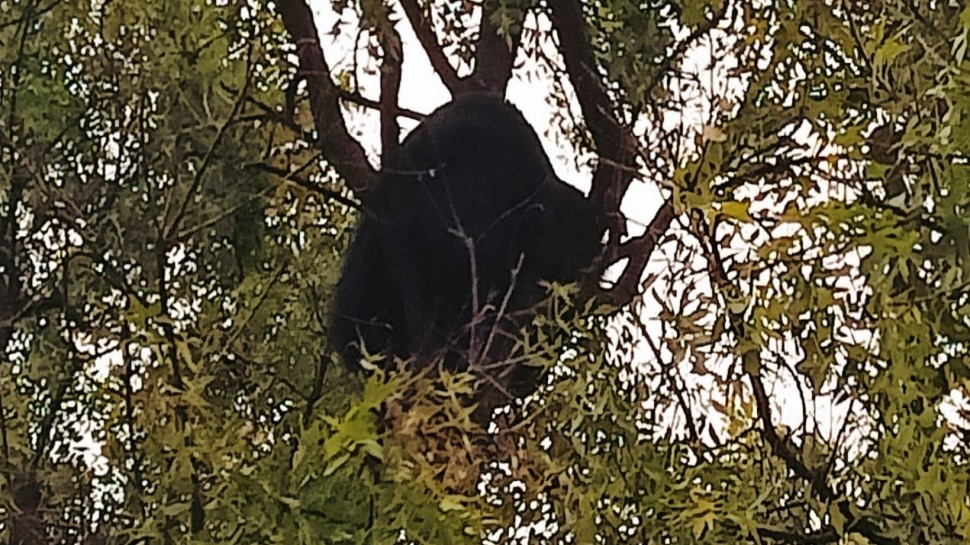 ಮರವೇರಿ ಕುಳಿತ ಕರಡಿ, ಜನರಲ್ಲಿ ಆತಂಕ 