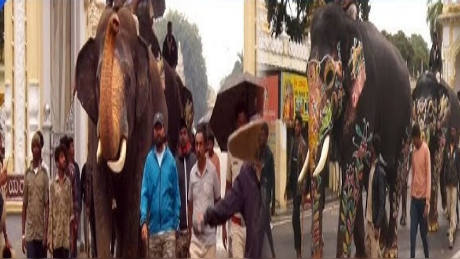 ಮೈಸೂರು ಅರಮನೆಗೆ ಬಂದ ಗಜಪಡೆಯ 2ನೇ ತಂಡ : ಕಳೆ ಕಟ್ಟುತ್ತಿದೆ ದಸರಾ ವೈಭವ