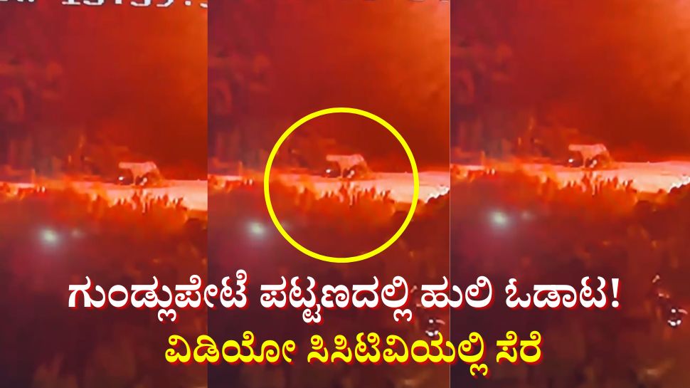 ಶಾಕಿಂಗ್.... ಗುಂಡ್ಲುಪೇಟೆ ಪಟ್ಟಣದಲ್ಲಿ ಹುಲಿ ಓಡಾಟ! ವಿಡಿಯೋ ಸಿಸಿಟಿವಿಯಲ್ಲಿ ಸೆರೆ ಶಾಕಿಂಗ್.... ಗುಂಡ್ಲುಪೇಟೆ ಪಟ್ಟಣದಲ್ಲಿ ಹುಲಿ ಓಡಾಟ! ವಿಡಿಯೋ ಸಿಸಿಟಿವಿಯಲ್ಲಿ ಸೆರೆ